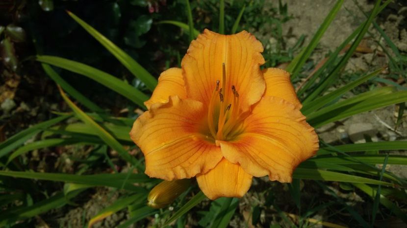  - hemerocallis 2017