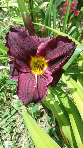  - hemerocallis 2017