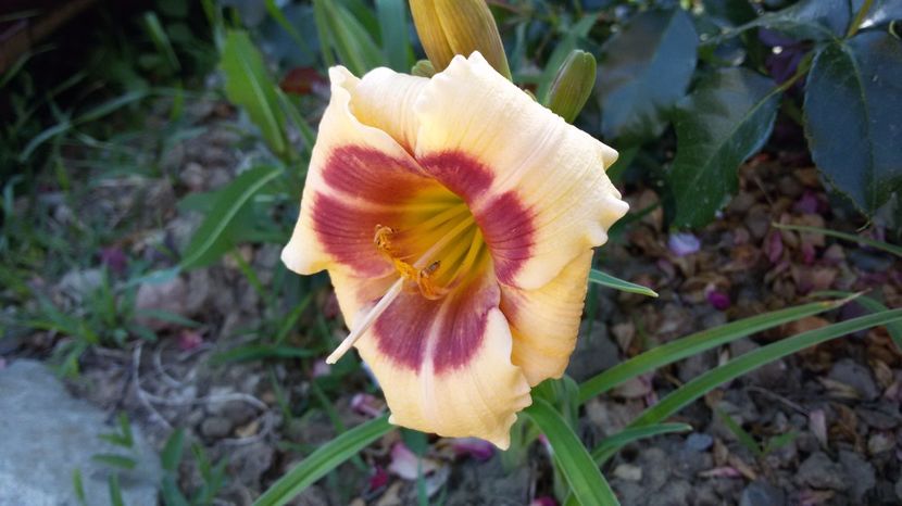  - hemerocallis 2017