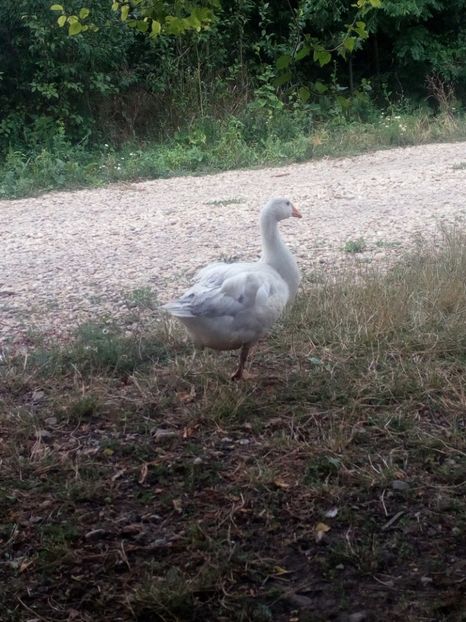  - Gaste cu boboci 2017