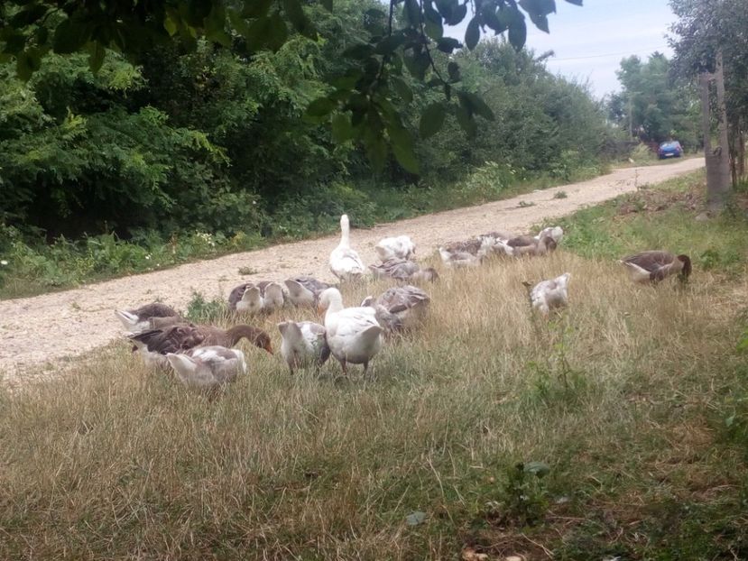  - Gaste cu boboci 2017