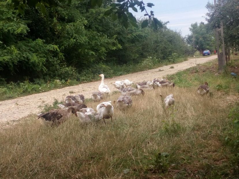  - Gaste cu boboci 2017