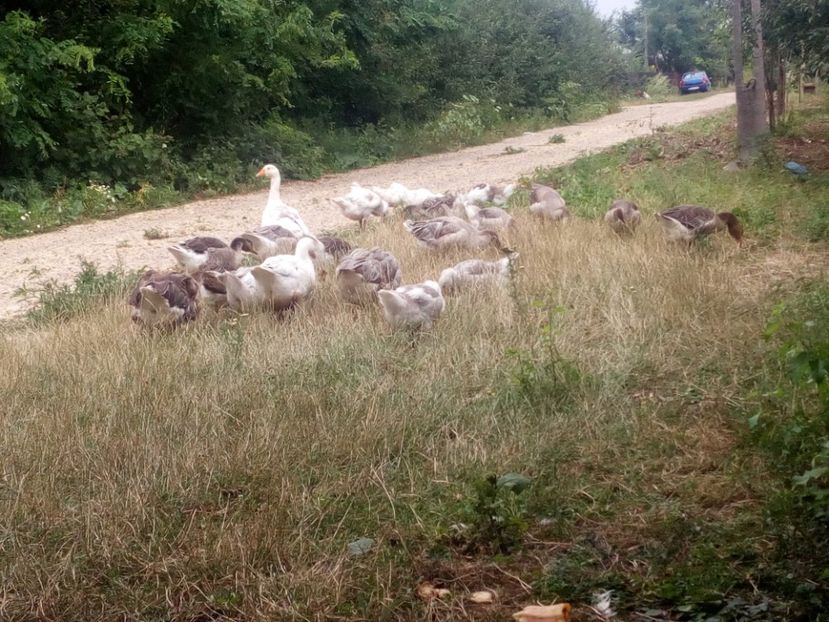  - Gaste cu boboci 2017