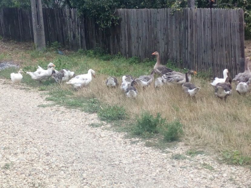  - Gaste cu boboci 2017