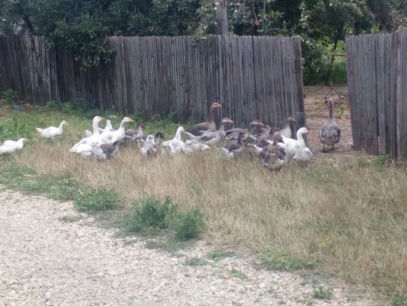  - Gaste cu boboci 2017