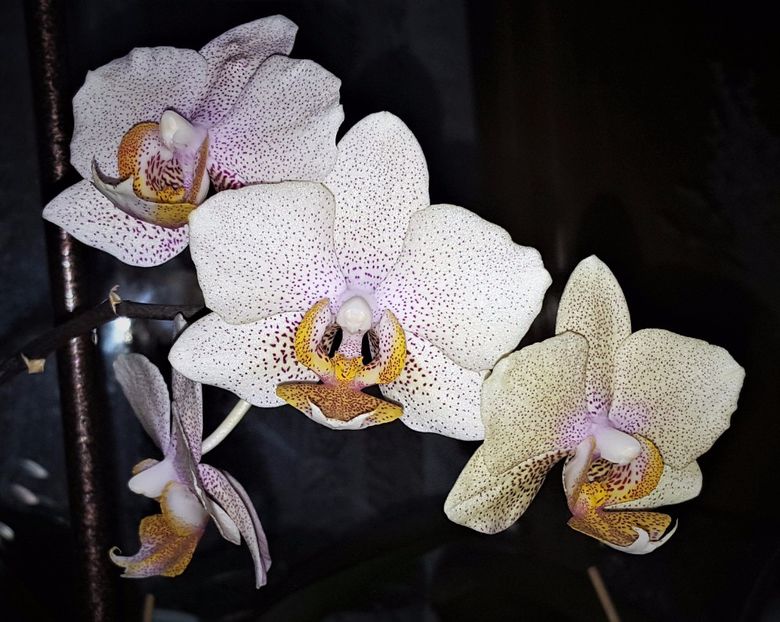  - Phalaenopsis 1