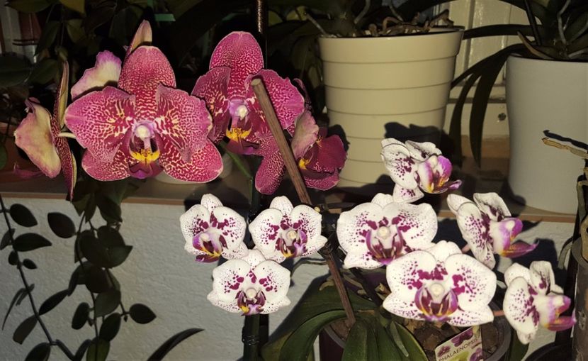  - Phalaenopsis 1