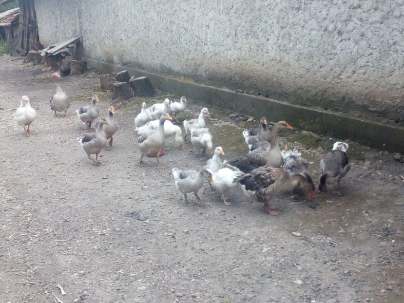  - Gaste cu boboci 2017