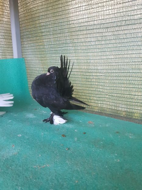 F 2017 inel 6129 - au fost VANDUTI