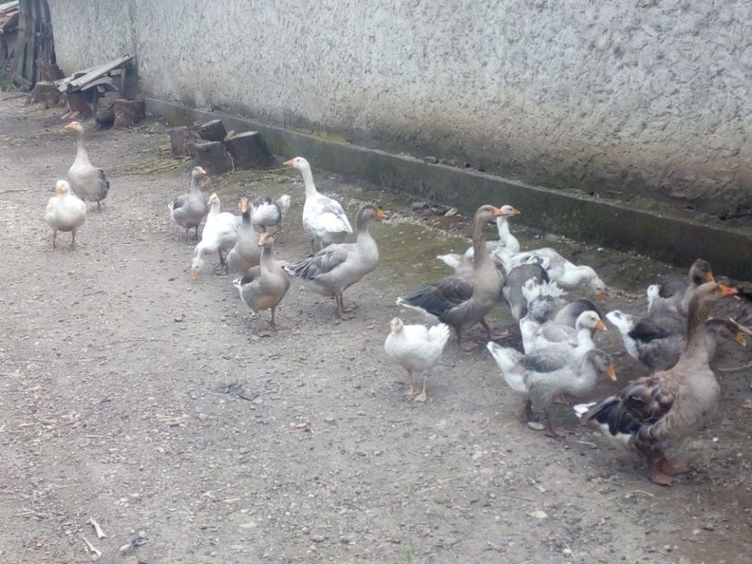  - Gaste cu boboci 2017