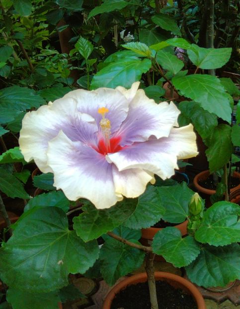  - Hibiscus Tahitian Taui