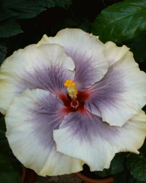  - Hibiscus Tahitian Taui