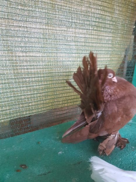 Mascul 2016 inel 7420 - au fost VANDUTI