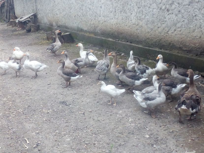  - Gaste cu boboci 2017