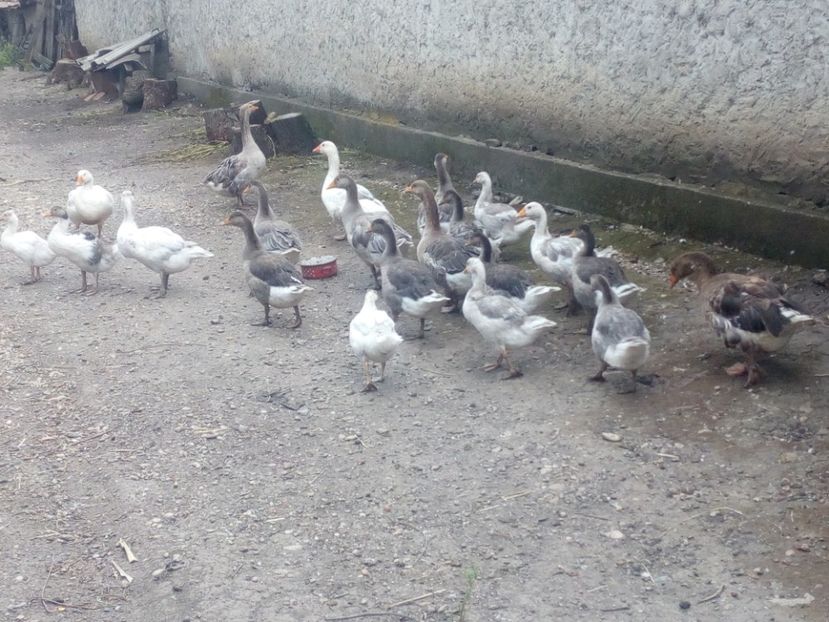  - Gaste cu boboci 2017