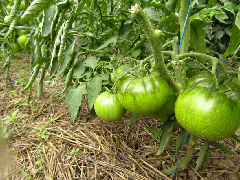 15 iul- Black Crimee - D-Gradina 2017