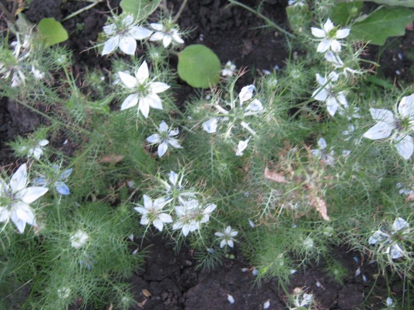 negrilica - A-A Gradina de legume -fructe-plante aromatice si medicinale 2017