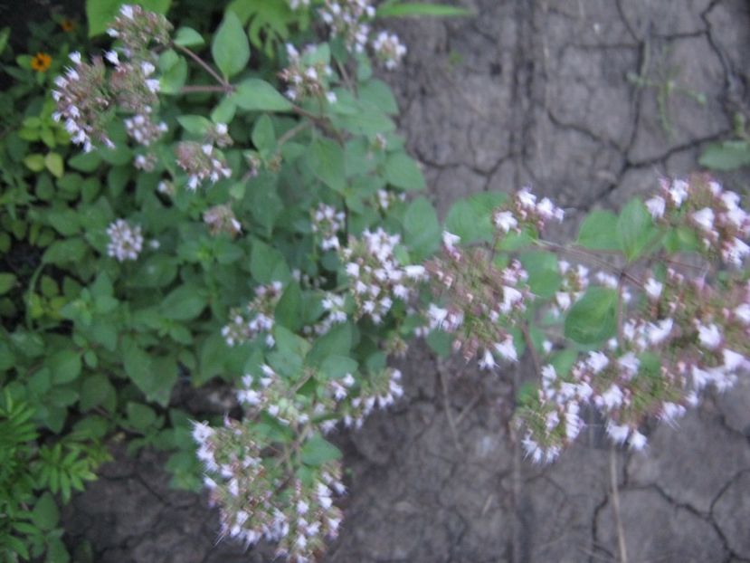 oregano - A-A Gradina de legume -fructe-plante aromatice si medicinale 2017