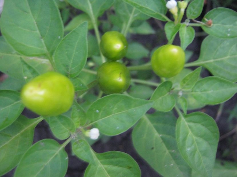  - A-A Gradina de legume -fructe-plante aromatice si medicinale 2017