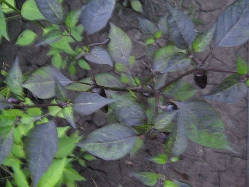  - A-A Gradina de legume -fructe-plante aromatice si medicinale 2017