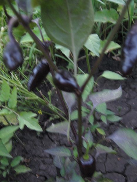  - A-A Gradina de legume -fructe-plante aromatice si medicinale 2017