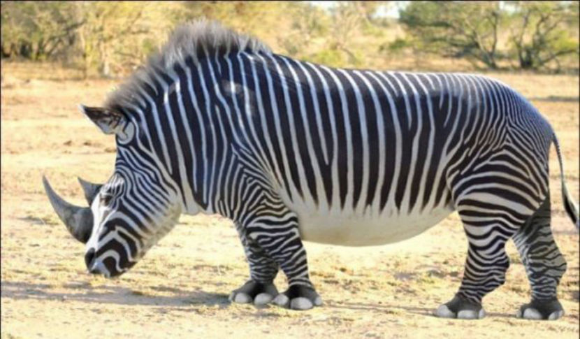 ashtrAN - Animale in lume