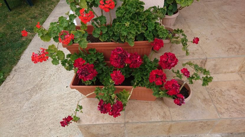  - Plante de interior