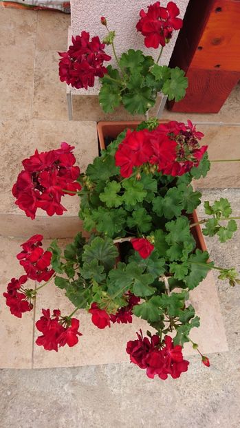  - Plante de interior