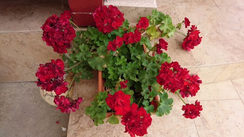  - Plante de interior