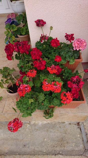  - Plante de interior