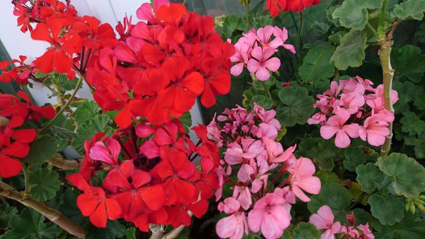  - Plante de interior