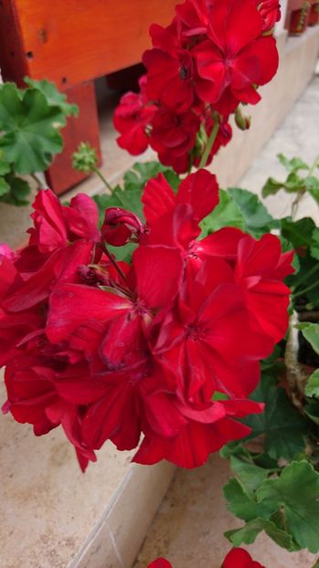  - Plante de interior