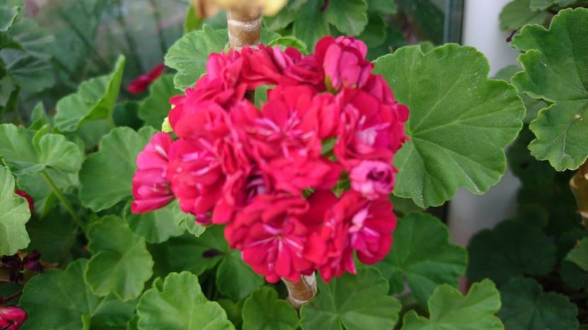 Muscata trandafiras - Plante de interior