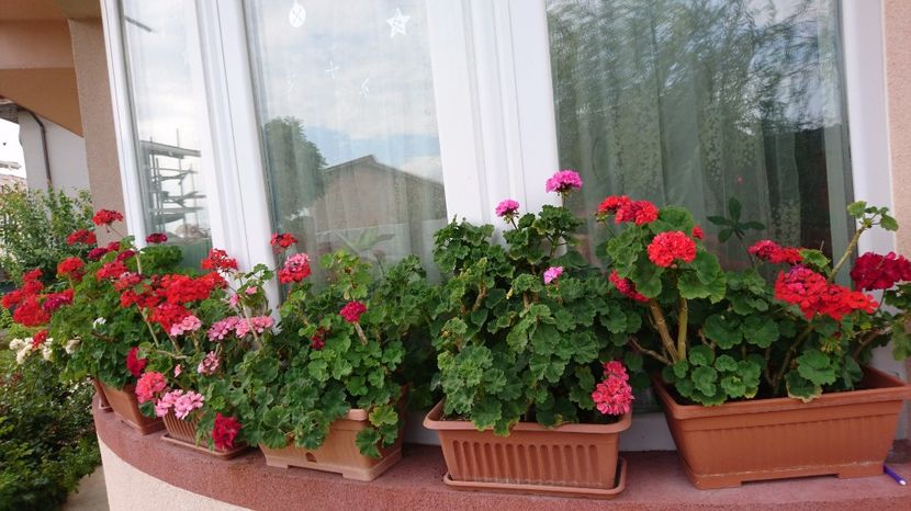  - Plante de interior