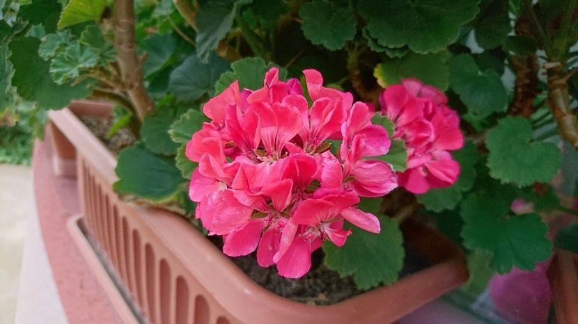  - Plante de interior