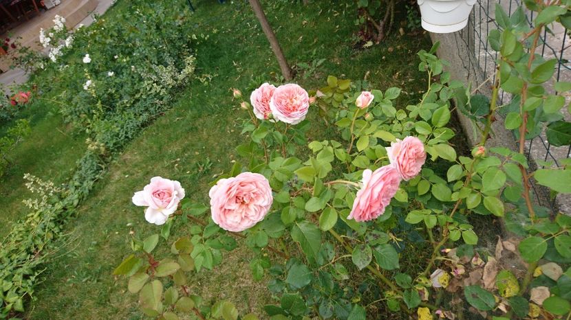  - Gradina Iulie 2017
