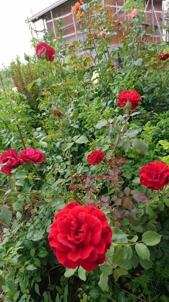  - Gradina Iulie 2017