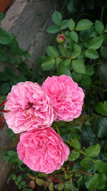  - Gradina Iulie 2017