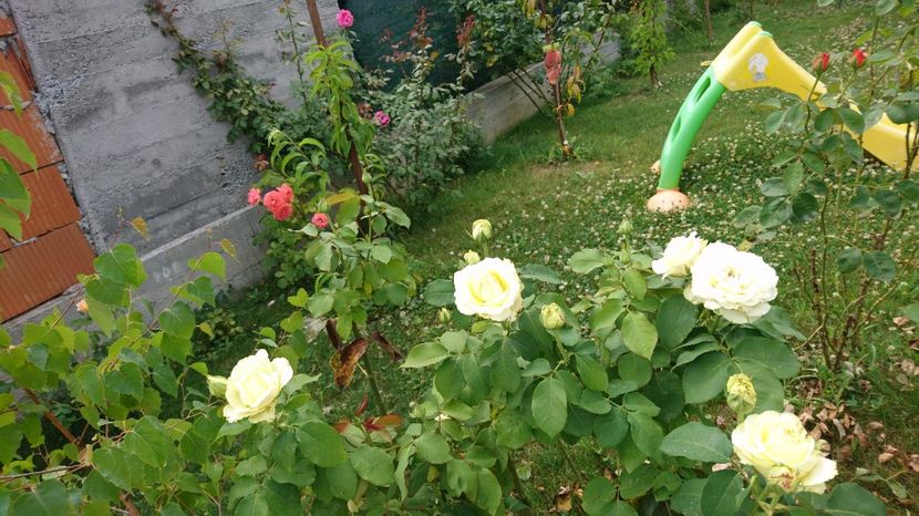  - Gradina Iulie 2017