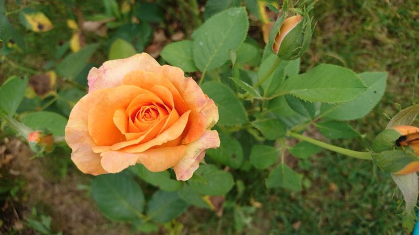 - Gradina Iulie 2017