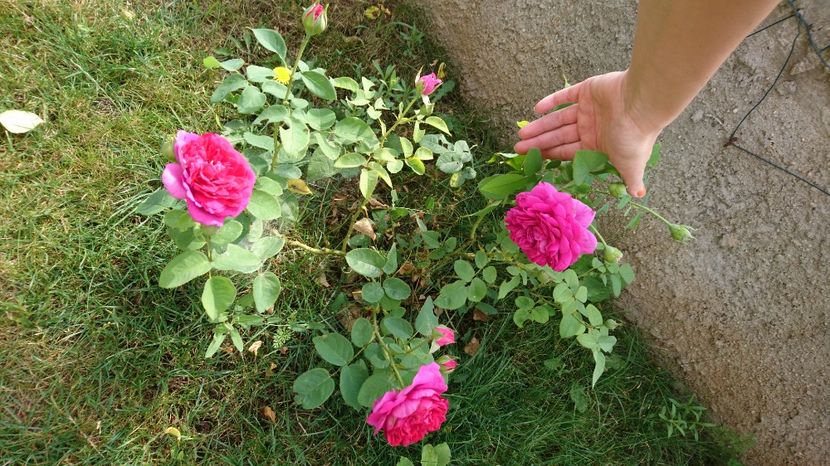  - Gradina Iulie 2017