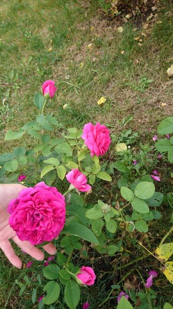  - Gradina Iulie 2017