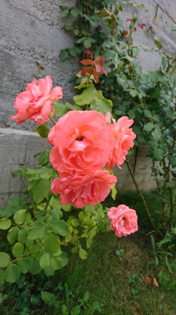  - Gradina Iulie 2017