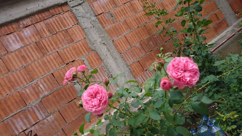  - Gradina Iulie 2017