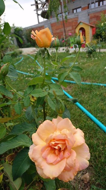  - Gradina Iulie 2017