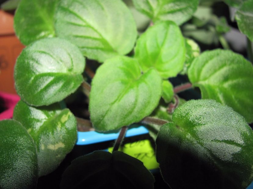  - Rob S Vanilla Trail