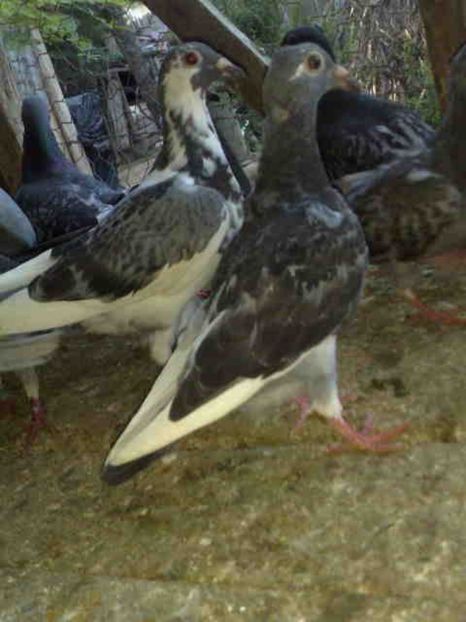 198 - X-Porumbei vinduti