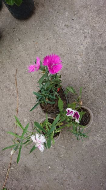 Dianthus chinensis 5 ron și 3 ron/buc - 00 Plante 2018