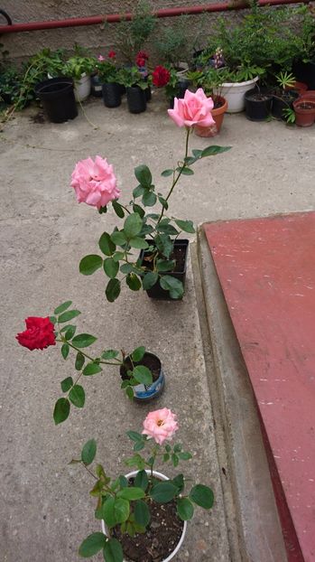 Trandafiri la ghivece - 00 Plante 2018