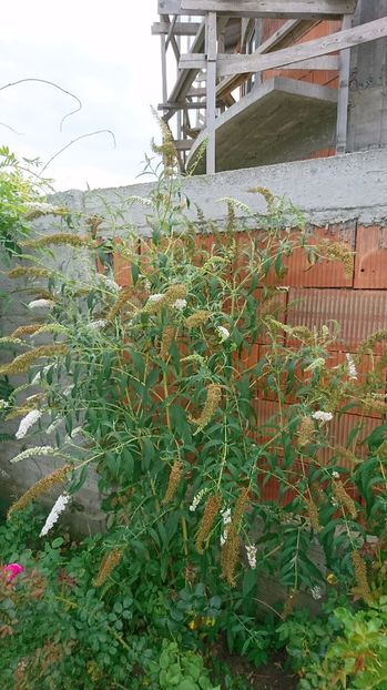 Budleja davidii - 00 Plante 2018